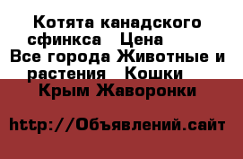 Котята канадского сфинкса › Цена ­ 15 - Все города Животные и растения » Кошки   . Крым,Жаворонки